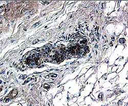 WIF‑1 antibody in Human Breast by Immunohistochemistry (IHC-P).