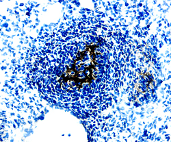 WISP‑1/CCN4 antibody in Mouse Embryo by Immunohistochemistry (IHC-Fr).