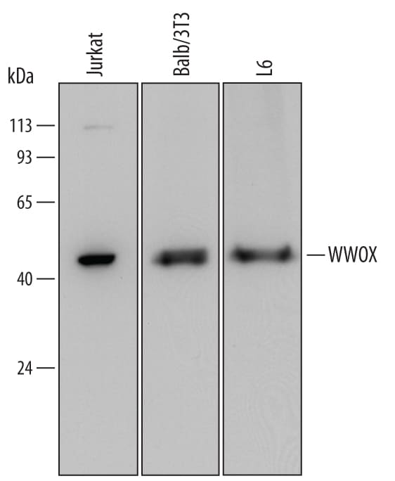 Detection of Human, Mouse, and Rat WWOX antibody by Western Blot.