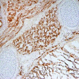 Wnt-11 antibody in Mouse Embryo by Immunohistochemistry (IHC-Fr).