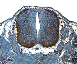 Wnt‑1 antibody in Mouse Embryonic Spinal Cord by Immunohistochemistry (IHC-Fr).