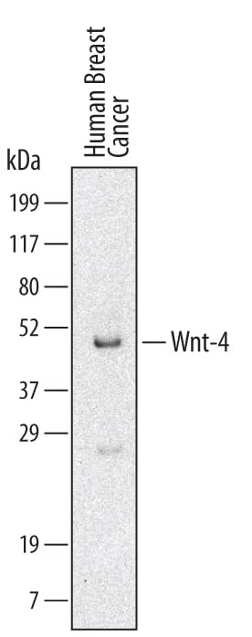 Detection of Human Wnt-4 antibody by Western Blot.