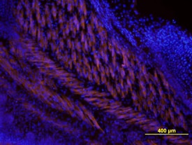 Wnt-5a antibody in Mouse Embryo by Immunohistochemistry (IHC-Fr).