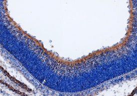Wnt-9b antibody in Mouse Embryo by Immunohistochemistry (IHC-Fr).