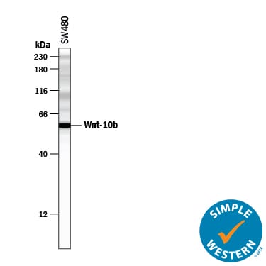 Detection of Human Wnt-10b antibody by Simple WesternTM.
