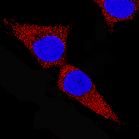 Wnt-16b antibody in HEK293 Human Cell Line by Immunocytochemistry (ICC).