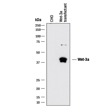 Detection of Mouse Wnt-3a antibody by Western Blot.