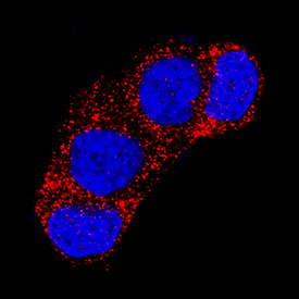 Wnt-4 antibody in MCF-7 Human Cell Line by Immunocytochemistry (ICC).