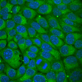 Wnt-5b antibody in NMuMG Mouse Cell Line by Immunocytochemistry (ICC).