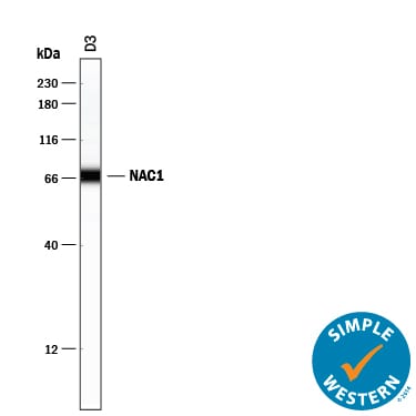 Detection of Mouse NAC1 antibody by Simple WesternTM.
