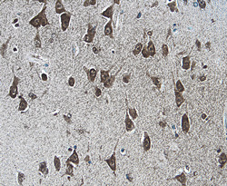 XIAP antibody in Human Brain by Immunohistochemistry (IHC-P).