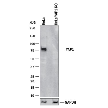 Western Blot Shows Human YAP1 Antibody Specificity by Using Knockout Cell Line.