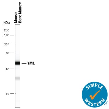 Detection of Mouse YM1/Chitinase 3-like 3 antibody by Simple WesternTM.