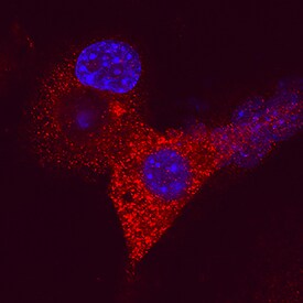 ZAG antibody in 3T3-L1 Mouse Cell Line by Immunocytochemistry (ICC).