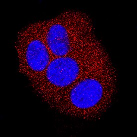 ZAG antibody in MCF-7 Human Cell Line by Immunocytochemistry (ICC).