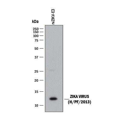 Detection of Zika Virus (H/PF/2013) Envelope antibody by Western Blot.