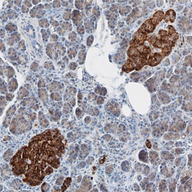ZnT-8 antibody in Human Pancreas by Immunohistochemistry (IHC-P).