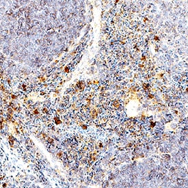 TNF-alpha antibody in Mouse Spleen Tissue by Immunohistochemistry (IHC-P).