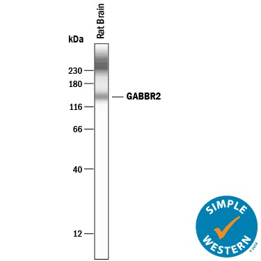 Detection of Rat GABAB R2 antibody by Simple WesternTM.