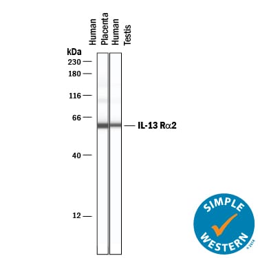 Detection of Human IL-13 Ra2 antibody by Simple WesternTM.
