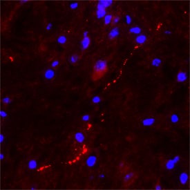 CART antibody in Mouse Brain Tissue by Immunohistochemistry (IHC-Fr).