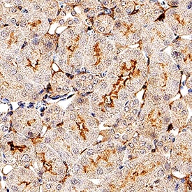 Syndecan‑3 antibody in Mouse Kidney by Immunohistochemistry (IHC-P).