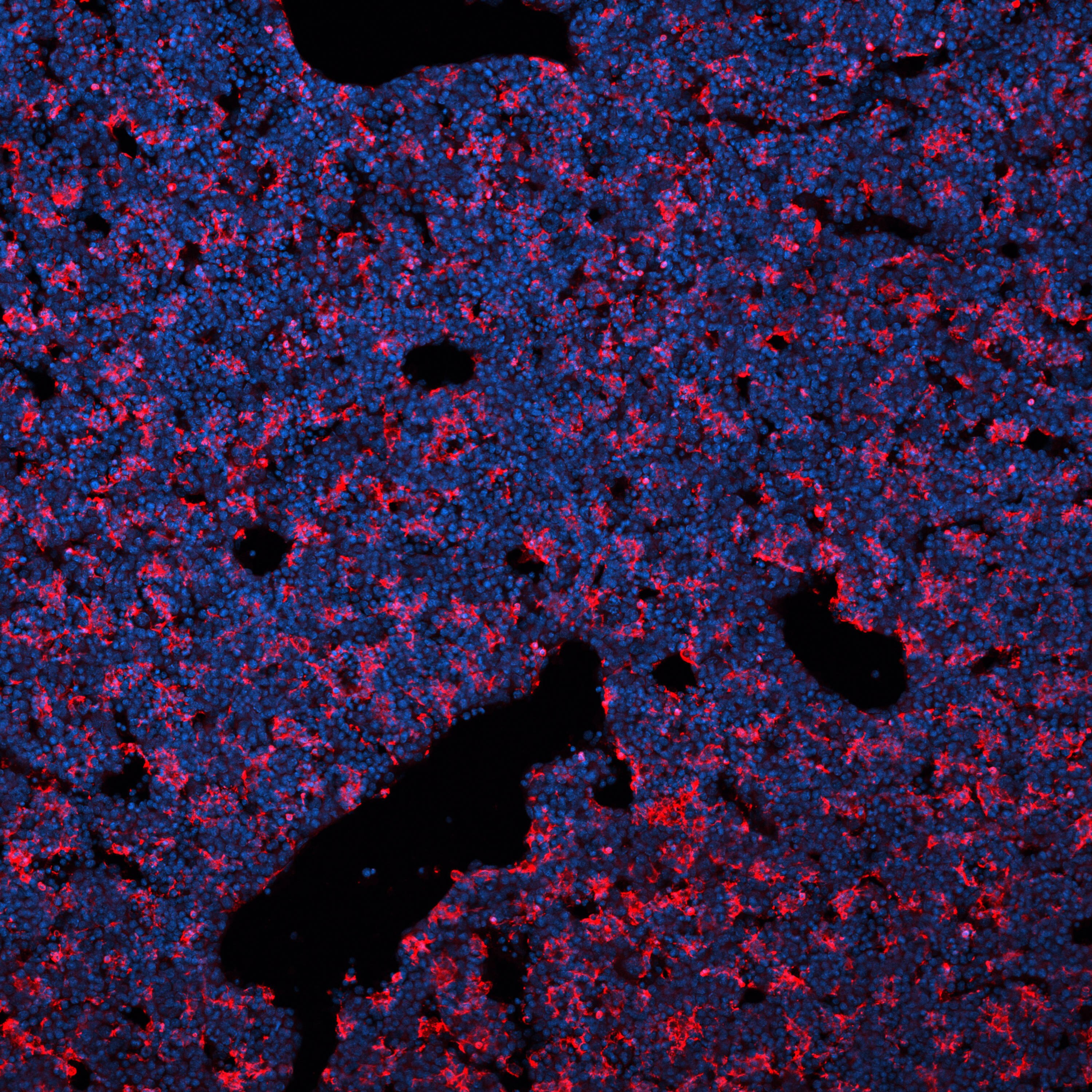 Detection of TIM-4 in Mouse Embryonic Liver Cryosections.