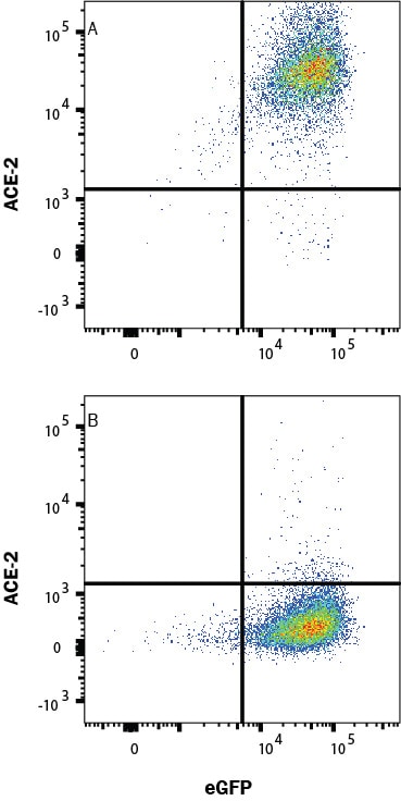 Detection of ACE-2 antibody in HEK293 Human Cell Line Transfected with Mouse ACE-2 and eGFP antibody by Flow Cytometry.