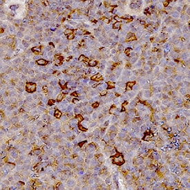 Myeloperoxidase/MPO antibody in Mouse Spleen Tissue by Immunohistochemistry (IHC-P).