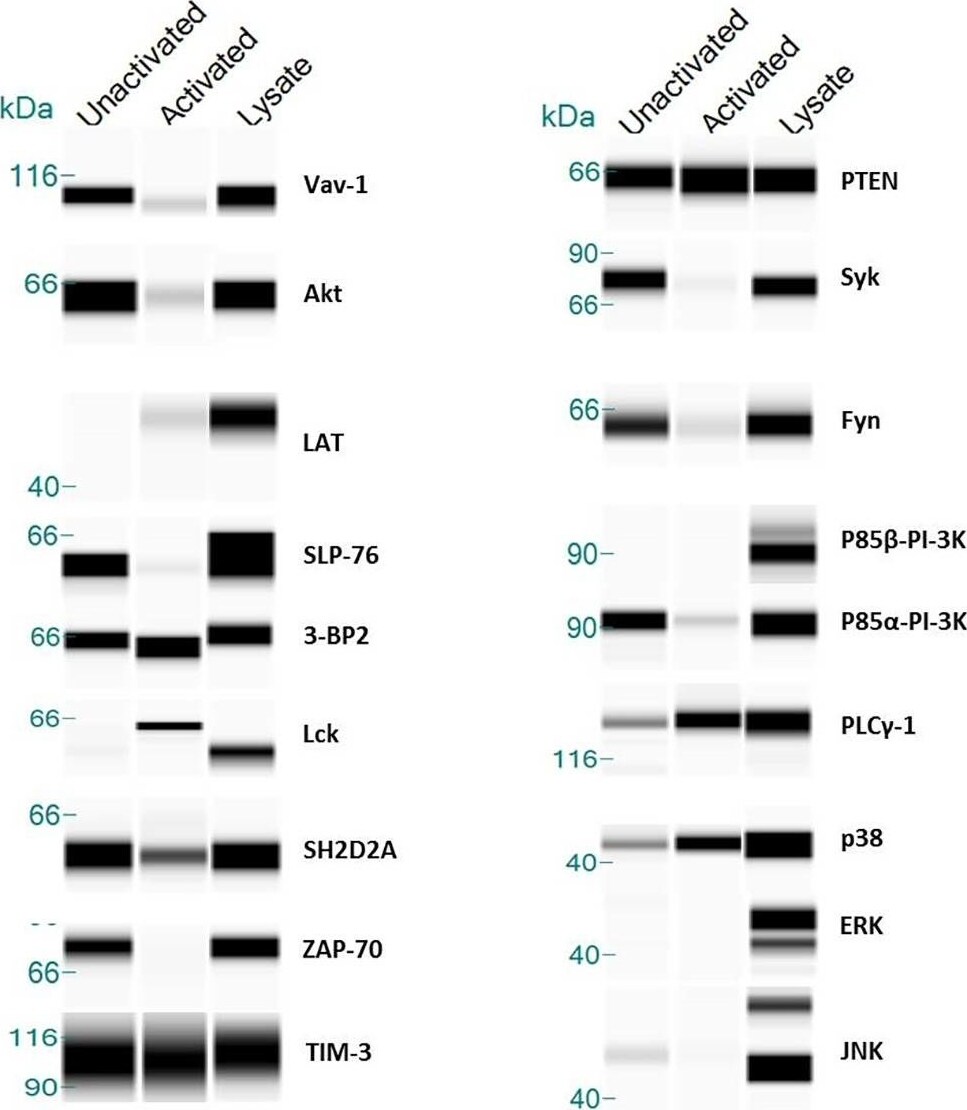 Detection of Human ZAP70 by Simple Western