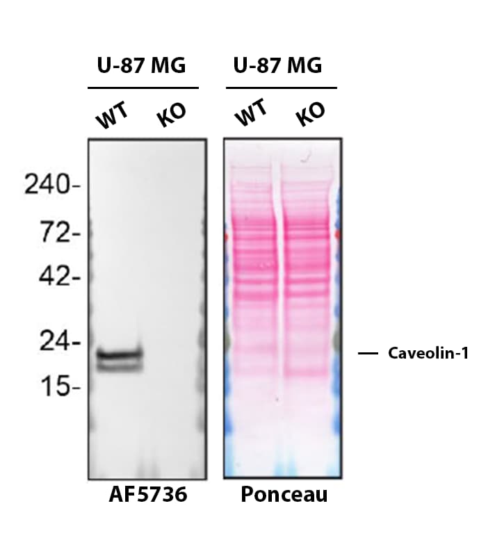 Western Blot Shows Caveolin‑1 Specificity Using Knockout Cell Line.