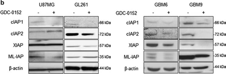 Detection of Human cIAP-2/HIAP-1 by Western Blot