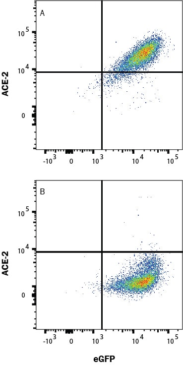 Detection of ACE-2 antibody in HEK293 Human Cell Line Transfected with Human ACE-2 and eGFP antibody by Flow Cytometry.