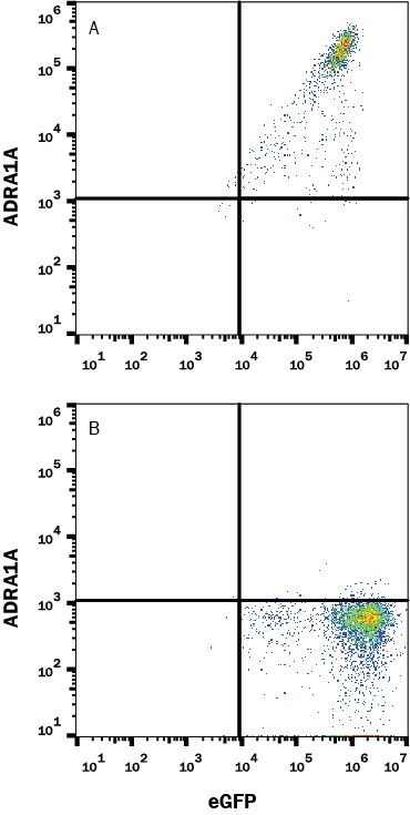 Detection of a-1 Adrenergic R/ADRA1A antibody in HEK293 Human Cell Line Transfected with Human a-1 Adrenergic R/ADRA1A and eGFP antibody by Flow Cytometry.