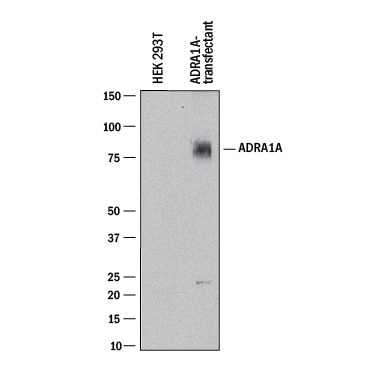 Detection of Human a-1 Adrenergic R/ADRA1A antibody by Western Blot.