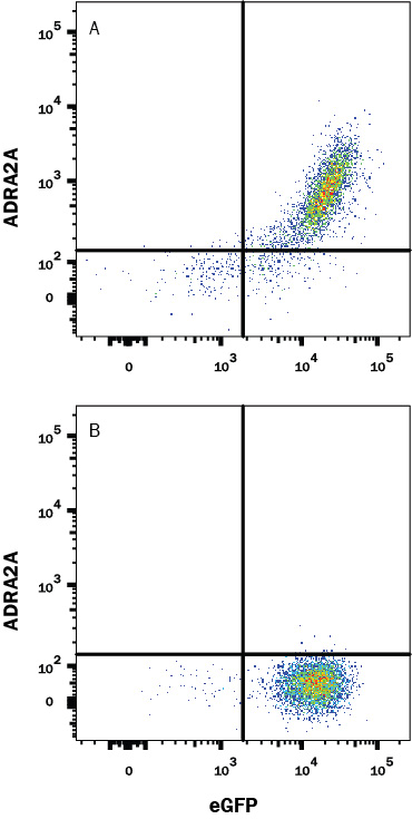 Detection of ADRA2A antibody in HEK293 Human Cell Line Transfected with Human ADRA2A and eGFP antibody by Flow Cytometry.