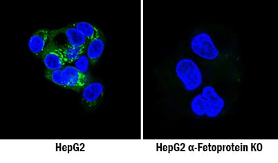 a-Fetoprotein/AFP Antibody Specificity is Shown by Immunocytochemistry antibody in Knockout Cell Line.