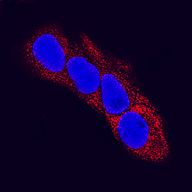 a-Fetoprotein/AFP antibody in HepG2 Human Cell Line by Immunocytochemistry (ICC).