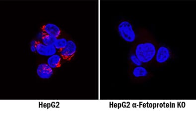 a-Fetoprotein/AFP Antibody Specificity is Shown by Immunocytochemistry antibody in Knockout Cell Line.