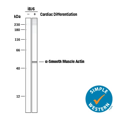 Detection of Human a-Smooth Muscle Actin antibody by Simple WesternTM.