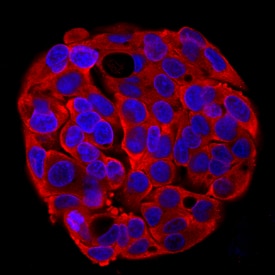a-Taxilin antibody in HepG2 Human Cell Line by Immunocytochemistry (ICC).