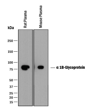 Detection of Mouse and Rat a 1B-Glycoprotein antibody by Western Blot.
