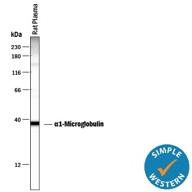 Detection of Rat a1-Microglobulin antibody by Simple WesternTM.