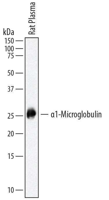 Detection of Rat a1-Microglobulin antibody by Western Blot.
