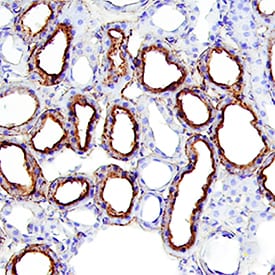 a2u-Globulin antibody in Rat Kidney by Immunohistochemistry (IHC-Fr).