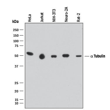Detection of Human, Mouse, and Rat a Tubulin antibody by Western Blot.