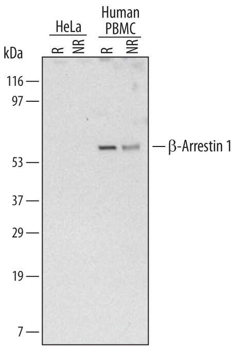 Detection of Human  beta ‑Arrestin 1 antibody by Western Blot.