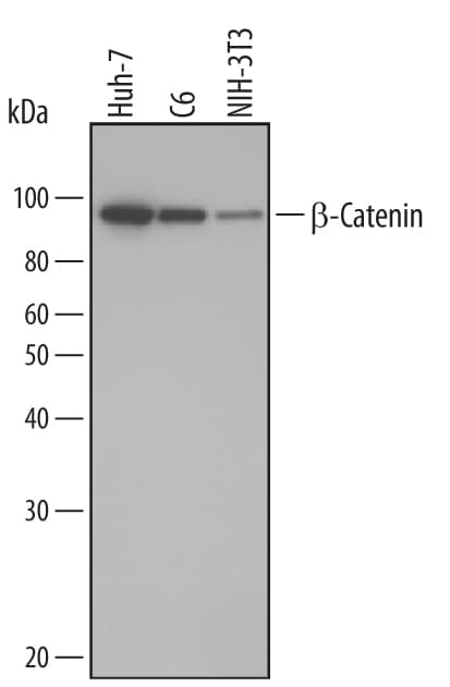 Detection of Human/Mouse/Rat  beta -Catenin antibody by Western Blot.