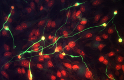 beta ‑III Tubulin antibody in Differentiated Human Neural Progenitor Cells by Immunocytochemistry (ICC).
