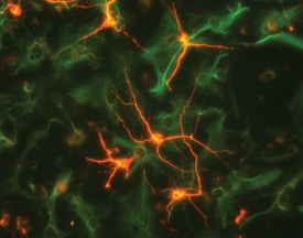 beta ‑III Tubulin antibody in Rat Cortical Neurons and GFAP antibody in Rat Astrocytes by Immunocytochemistry (ICC).
